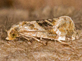 Gynnidomorpha alismana